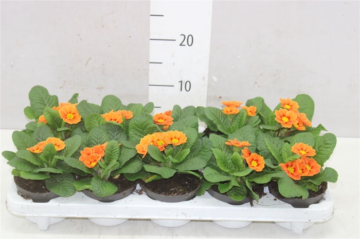 <h4>Primula Acaulis Cottage</h4>