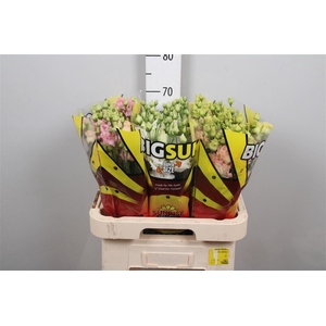 Eus G Alissa Gemengd Big Sun!