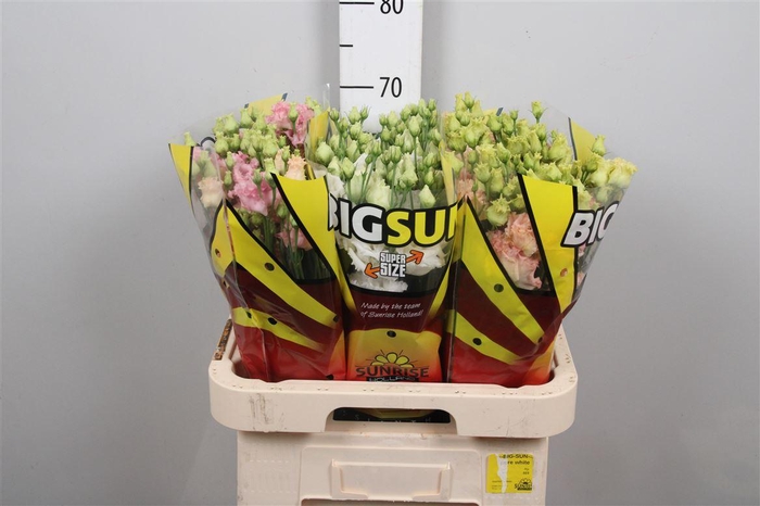 <h4>Eus G Alissa Gemengd Big Sun!</h4>