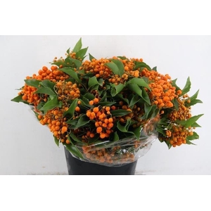 PITTOSPORUM OV