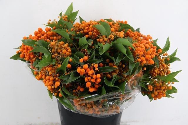 <h4>PITTOSPORUM OV</h4>