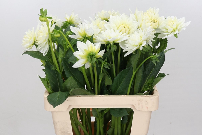 <h4>Dahlia White Margot</h4>