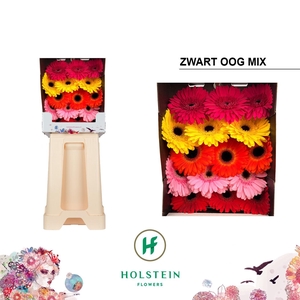 Gerbera Mix Zwart Hart Diamond