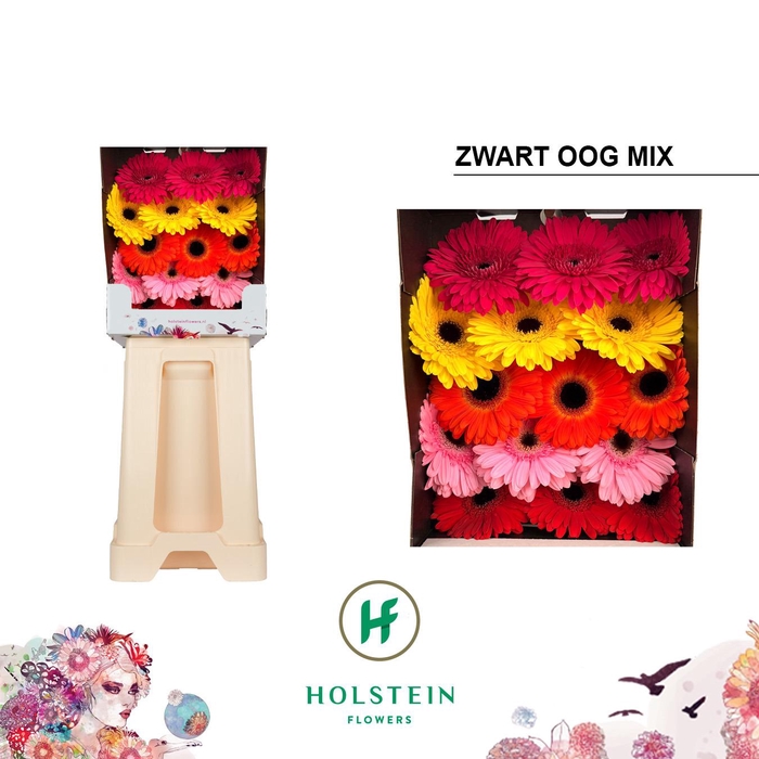 <h4>Gerbera Mix Zwart Hart Diamond</h4>