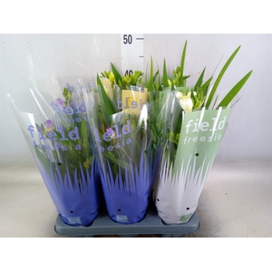 Freesia   ...