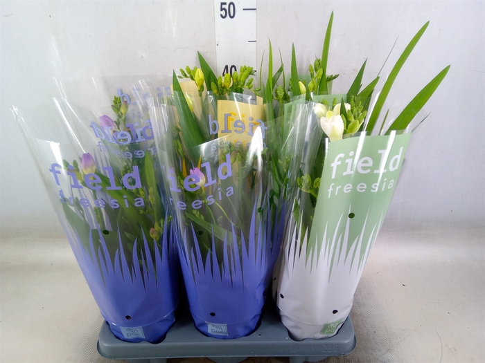 <h4>Freesia   ...</h4>