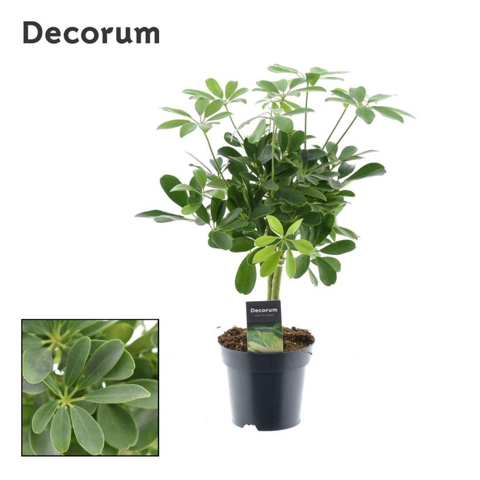 <h4>Schefflera Compacta (Nora) op stam</h4>
