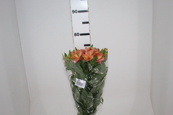 <h4>ALSTROEMERIA TROPICANA 080 CM</h4>