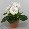 Gloxinia Sonata white 13cm Decorum