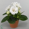 Gloxinia Sonata White