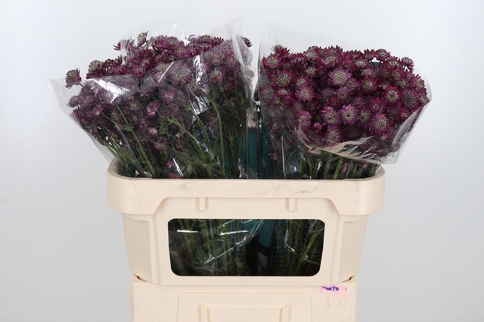 <h4>Astr Star Of Desire</h4>