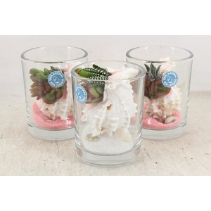 arr3 AD - Murex in glas 208/8