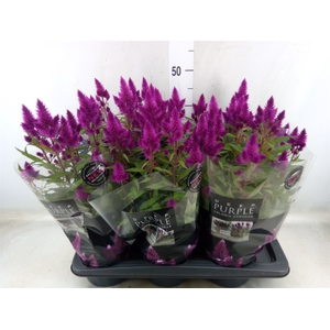 Celosia arg. SP 'Deep Purple'