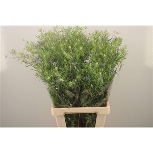 Nige Bucharica Blue Stars