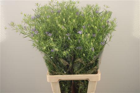 <h4>Nige Bucharica Blue Stars</h4>