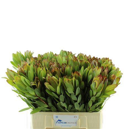 <h4>LEUCADENDRON GOLDSTRIKE</h4>