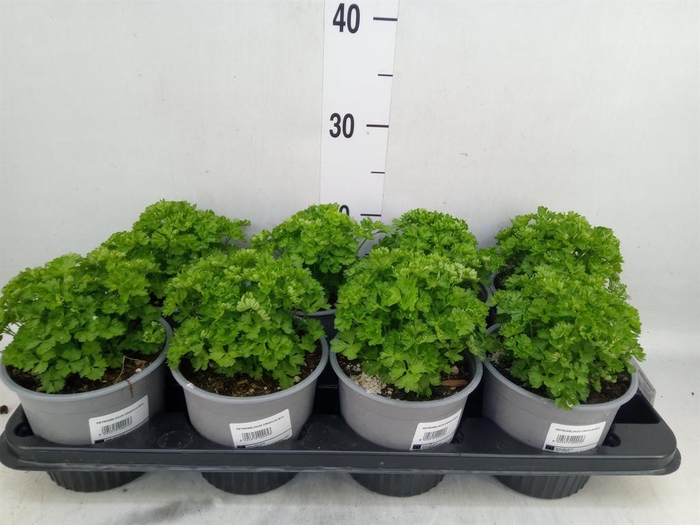 <h4>Tuinkruiden   ...</h4>