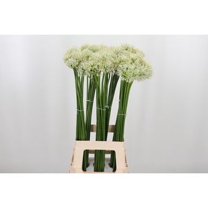 Allium Mount Everest