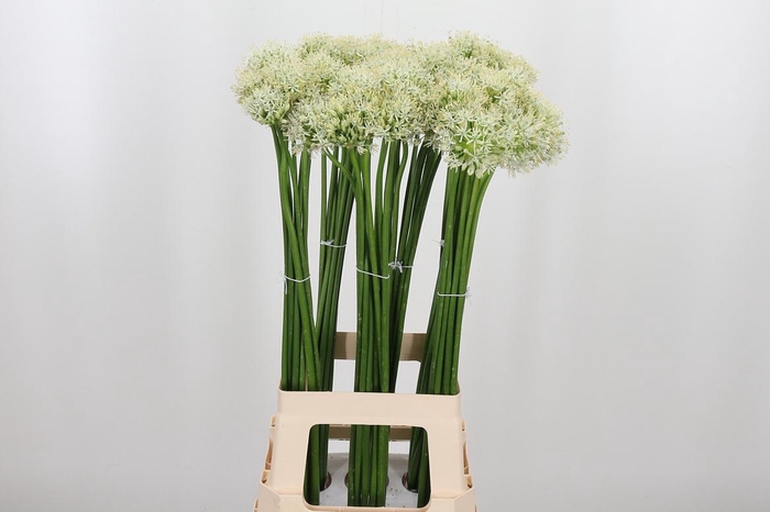 <h4>Allium Mount Everest</h4>