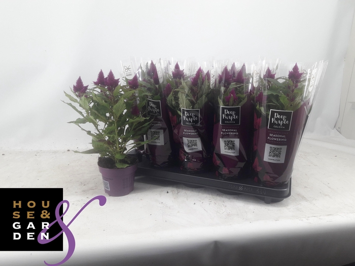 <h4>CEL DEEP PURPLE</h4>