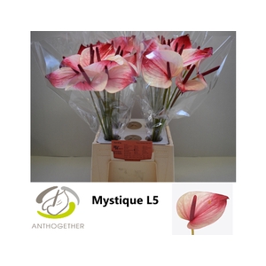 ANTH A MYSTIQUE H20