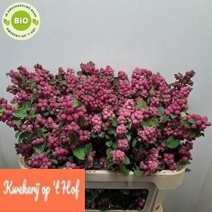 <h4>SYMPHO MAG RUB GIANT</h4>