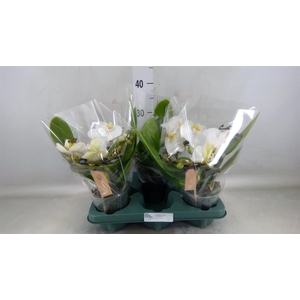 Phalaenopsis  'Muse White'