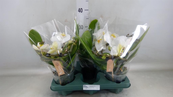 <h4>Phalaenopsis 'Muse White'</h4>