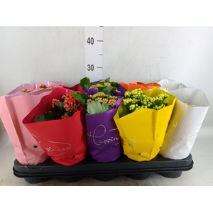 Kalanchoe blos. 'Perfecta'  ..mix 5