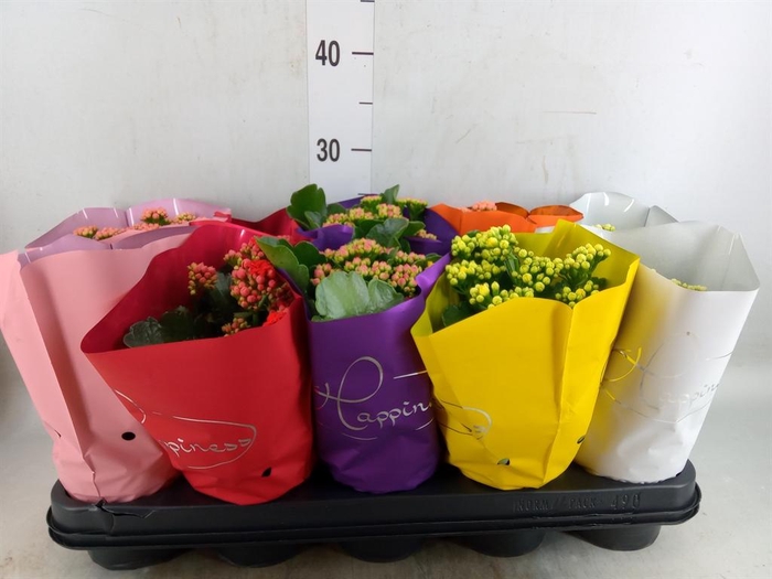 <h4>Kalanchoe blos. 'Perfecta'  ..mix 5</h4>