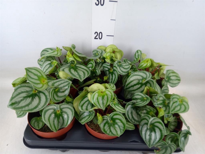 <h4>Peperomia argyreia 'Costa Rica'</h4>