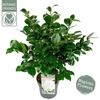 Camellia japonica