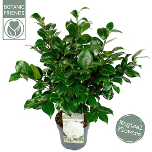 Camellia japonica