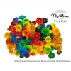 CHR S MAVERICK RAINBOW