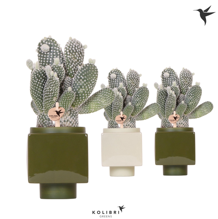 <h4>Kolibri Greens Opuntia white in Cube pot green mix</h4>