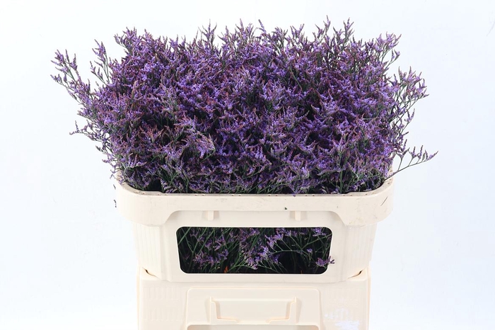 <h4>Lim Saf Dark Blue</h4>