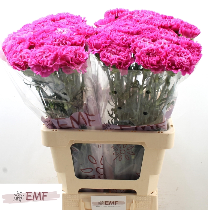 <h4>DI ST HAIKU</h4>