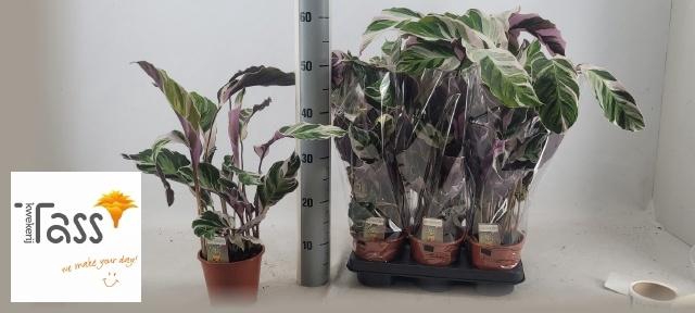 <h4>CALAT FUSION WHITE</h4>