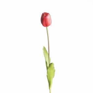 AF Tulip French L60cm Beauty