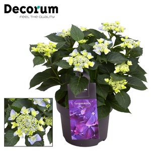 Hydrangea Teller Nizza Blue 7 - 12 kop (Decorum)