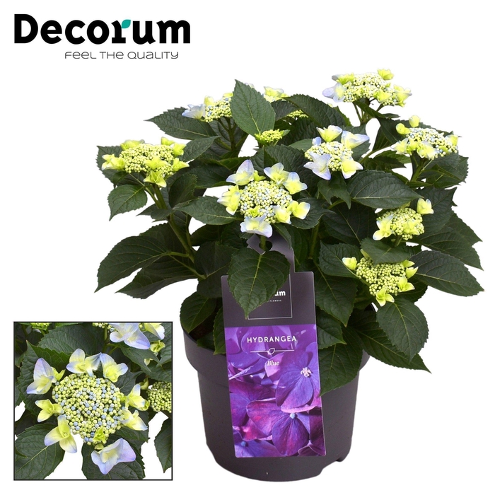 <h4>Hydrangea Teller Nizza Blue 7 - 12 kop (Decorum)</h4>