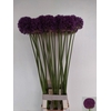 ALLIUM AMBASSADOR