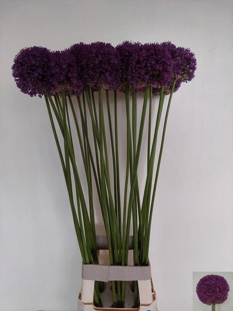 ALLIUM AMBASSADOR