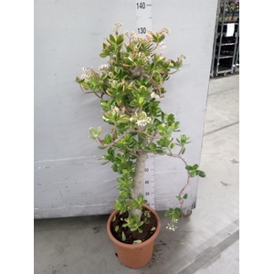 Crassula ovata 'Sunset'