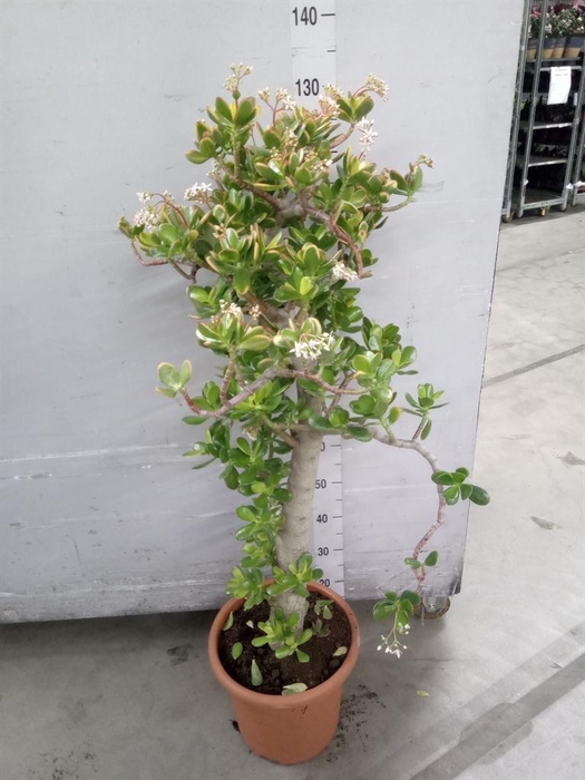 <h4>Crassula ovata 'Sunset'</h4>