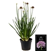 Allium Millenium