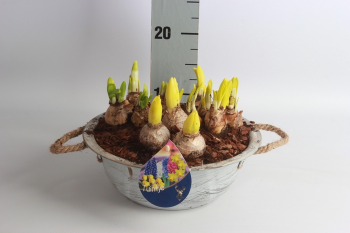 <h4>ARR BOL KNOLGEWAS</h4>