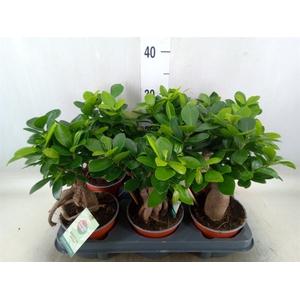 Ficus microcarpa 'Ginseng'