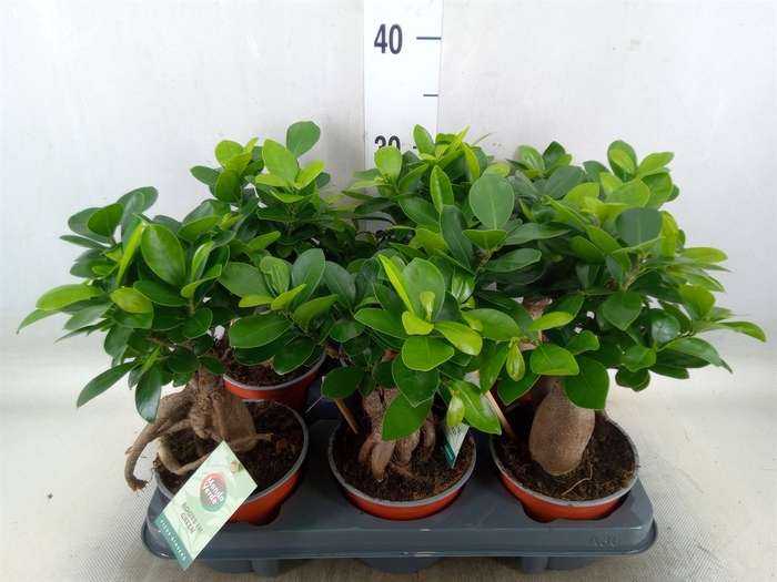 <h4>Ficus microcarpa 'Ginseng'</h4>