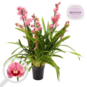 Cymbidium licht roze 3-4 tak